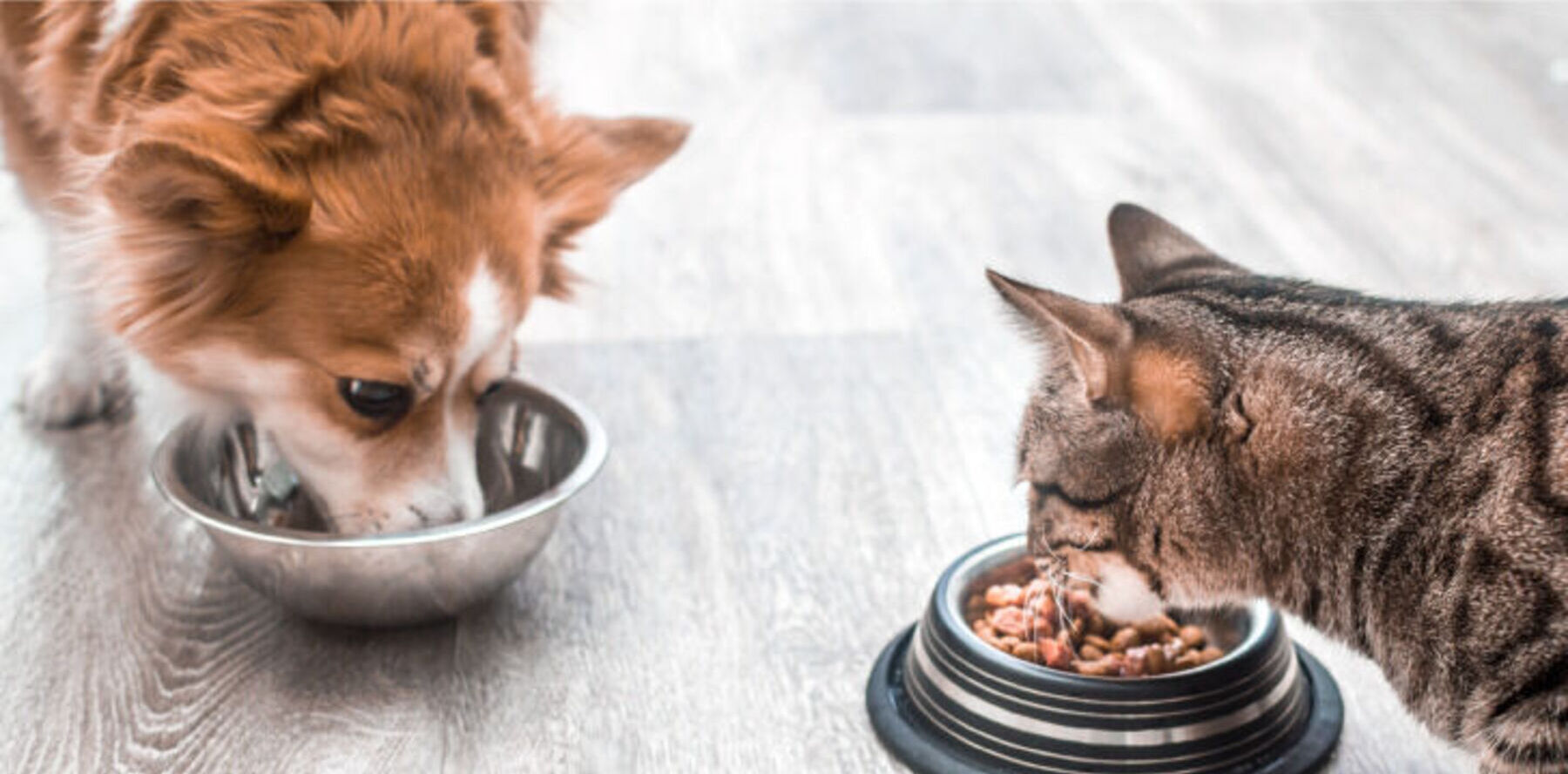 Petfood drivewebsite june2019